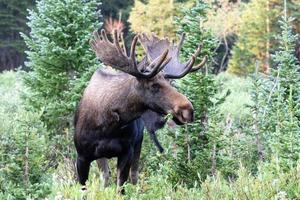 elanden in de Colorado Rocky Mountains foto