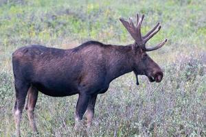 elanden in de Colorado Rocky Mountains foto