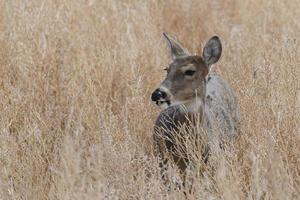 Colorado dieren in het wild. wilde herten op de hoogvlakten van Colorado foto