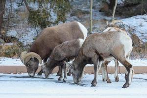 Colorado rotsachtige berg dikhoornschapen foto