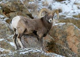 Colorado rotsachtige berg dikhoornschaap dikhoorn ram op een besneeuwde heuvel. foto