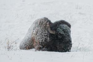 besneeuwde Amerikaanse bizon, nationaal park Yellowstone. winters tafereel. foto