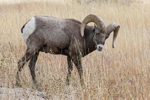 Colorado rotsachtige berg dikhoornschapen. dikhoornram in een veld met hoog gras. foto