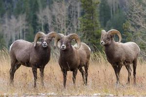 Colorado rotsachtige berg dikhoornschapen foto