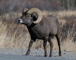 Colorado rotsachtige berg dikhoornschapen foto