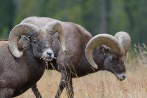 Colorado rotsachtige berg dikhoornschapen foto