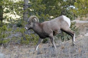 Colorado rotsachtige berg dikhoornschapen foto