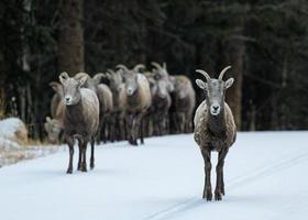 Colorado rotsachtige berg dikhoornschapen foto