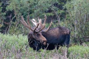 elanden in de Colorado Rocky Mountains foto