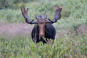 elanden in de Colorado Rocky Mountains foto