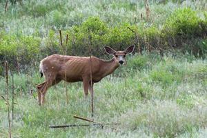 Colorado dieren in het wild. wilde herten op de hoogvlakten van Colorado foto