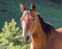 vriendelijk goed verzorgd paard in ochtendlicht foto