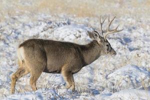 Colorado dieren in het wild. wilde herten op de hoogvlakten van Colorado foto