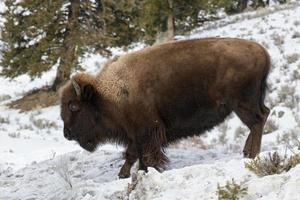 Amerikaanse bizons in de winter, bewegend langs een heuvel in Wyoming. foto