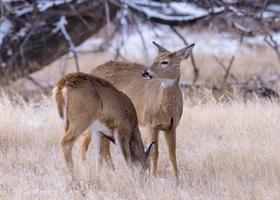 Colorado dieren in het wild. wilde herten op de hoogvlakten van Colorado. witstaartherten in wintergras foto