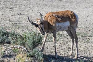 pronghorn antilope op de open prairie van colorado.. volwassen mannetje foto