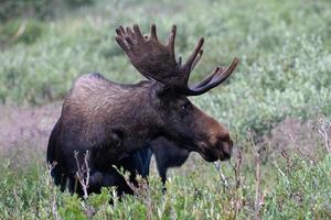 elanden in de Colorado Rocky Mountains foto