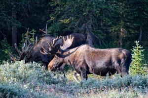 elanden in de Colorado Rocky Mountains foto