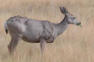 Colorado dieren in het wild. wilde herten op de hoogvlakten van Colorado foto