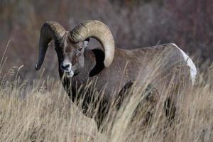 Colorado rotsachtige berg dikhoornschapen foto