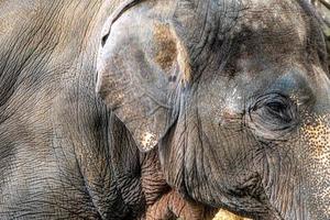 een close-up van de Aziatische olifant, die een ruwe en gerimpelde huid kan zien foto