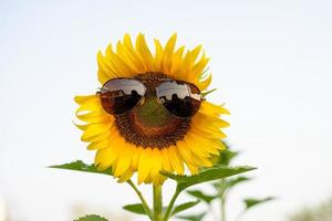 gigantische zonnebloem in het veld foto