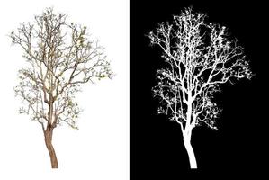 grote boom op transparante afbeeldingsachtergrond met knipselpad en alfakanaal foto