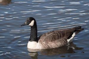 Canadese gans die in de vijver van de ifield-molen zwemt foto