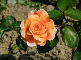 close-up van een oranje hybride t rose foto