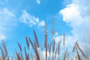 rietgrasbloem, lege ruimte en mooie lucht in de zomer voor achtergrond foto