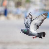 de duiven in vlucht, de wilde duif heeft lichtgrijze veren. er zijn twee zwarte strepen op elke vleugel. maar zowel wilde als gedomesticeerde vogels hebben een grote verscheidenheid aan kleuren en patronen van veren. foto