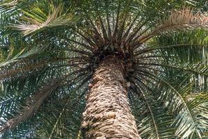 achtergrond bladeren palmbladeren foto