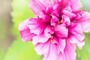 achtergrond bloem hibiscus rosa-sinensis l. foto