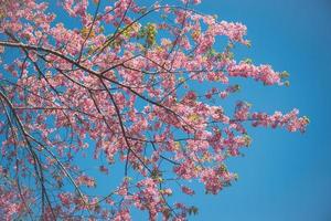 achtergrond natuur bloem valentijn prunus cerasoides foto