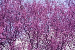 achtergrond natuur bloem valentijn prunus cerasoides foto