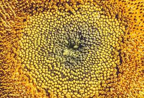 achtergrond bloem helianthus geel foto