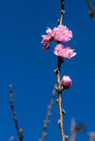 achtergrond bloem roze pruimenbloesem foto