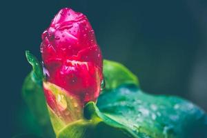 achtergrond bloem costus speciosus rode bloemen foto