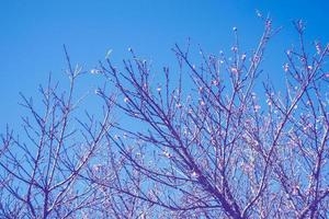 achtergrond bloem roze pruimenbloesem foto