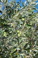 close-up van een olijfboom, olea europaea, met groene olijven. Algarve, Portugal foto