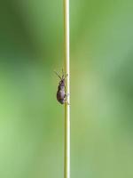 macro-insecten, vlinders, motten, vliegen, muggen, rupsen, bidsprinkhanen op twijgen, bladbloemen met een natuurlijke achtergrond foto