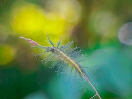 macro-insecten, vlinders, motten, vliegen, muggen, rupsen, bidsprinkhanen op twijgen, bladbloemen met een natuurlijke achtergrond foto