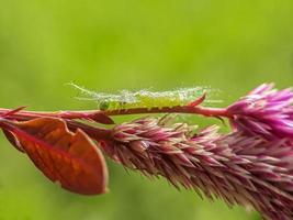 macro-insecten, vlinders, motten, vliegen, muggen, rupsen, bidsprinkhanen op twijgen, bladbloemen met een natuurlijke achtergrond foto