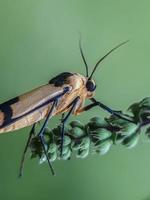 macro-insecten, vlinders, motten, vliegen, muggen, rupsen, bidsprinkhanen op twijgen, bladbloemen met een natuurlijke achtergrond foto