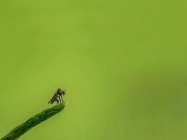 macro-insecten, vlinders, motten, vliegen, muggen, rupsen, bidsprinkhanen op twijgen, bladbloemen met een natuurlijke achtergrond foto