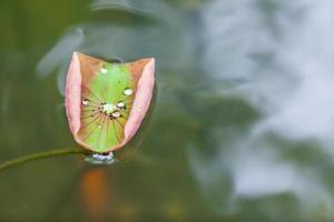 waterdruppels op lotusblad foto