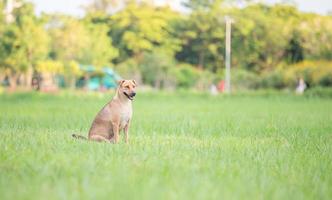 de hond zit op het gras in het park foto