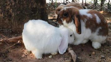 Holland hangoor konijn verscholen hoofd naar een ander konijn. foto