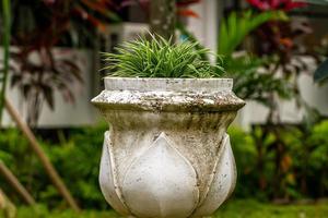 een soort struik of grasplant geplant in een grote pot, gebruikt om de tuin te verfraaien en decoratie in kantoorgangen, buiten sierplanten foto