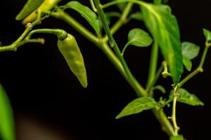 chiliplanten die vrucht dragen met een lichtgele kleur, groene bladeren, wazige omgevingsachtergrond foto